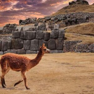 CITY TOUR CUSCO